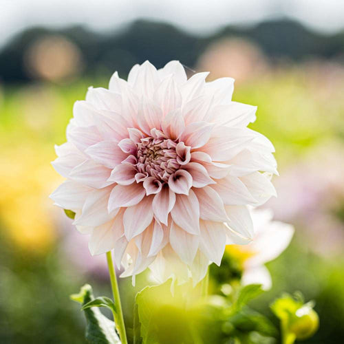 Stötta höga blommor snyggt